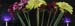 HF_Plant_Culture