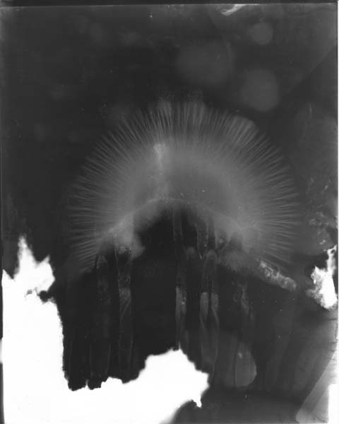 Kinraide8x100022