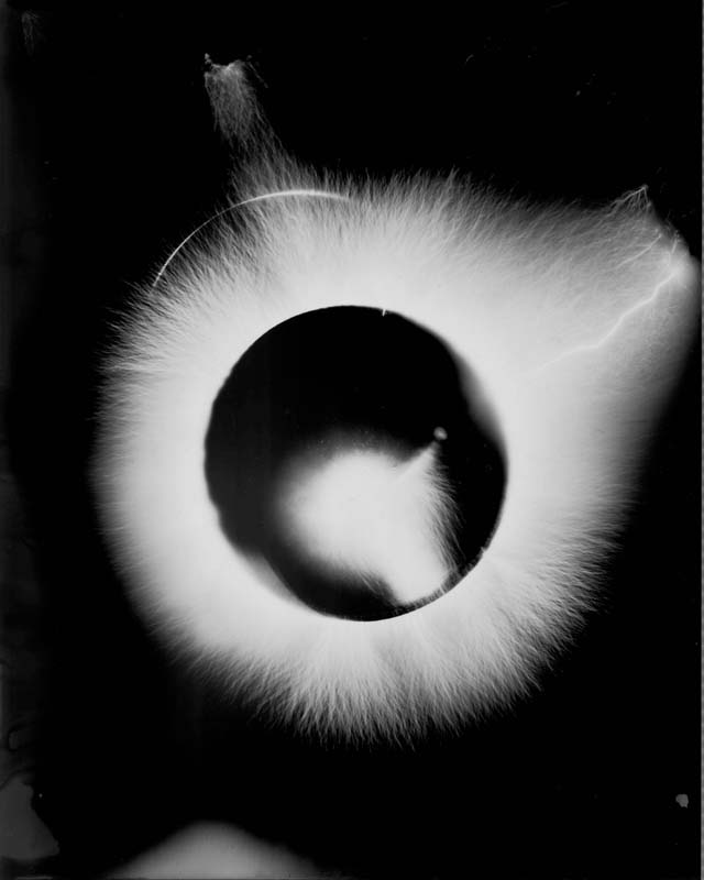 Snakes0011i