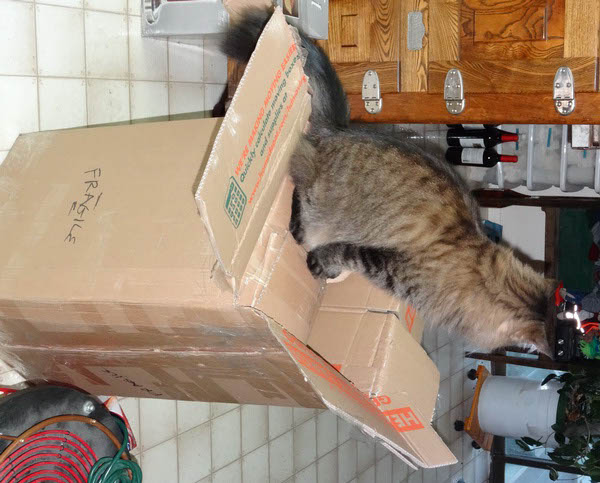 Unpacking Helper 2_resize