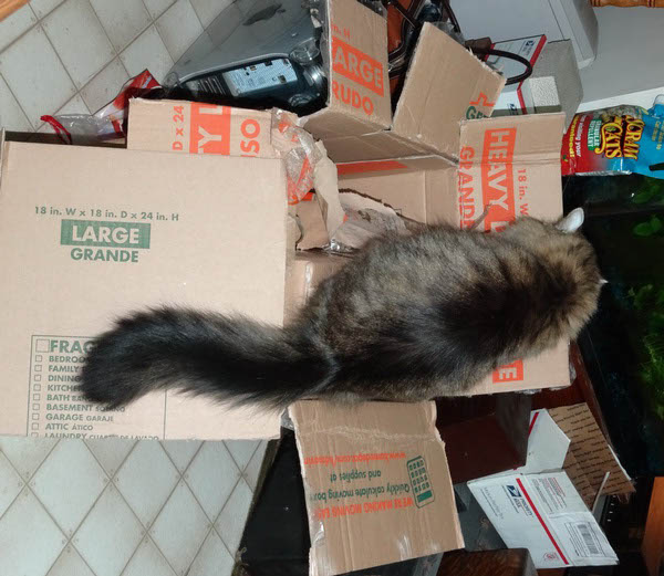 Unpacking Helper 1_resize