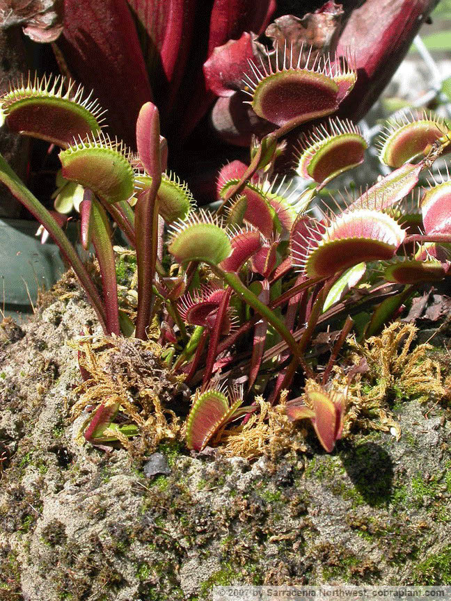 Flytraps13