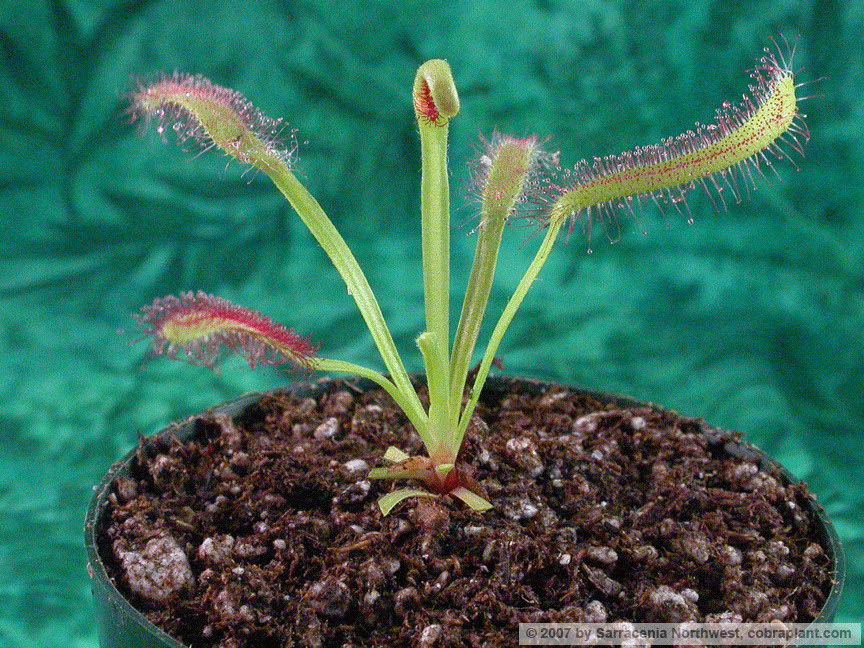 D-capensis14