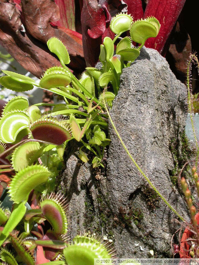 Flytraps14