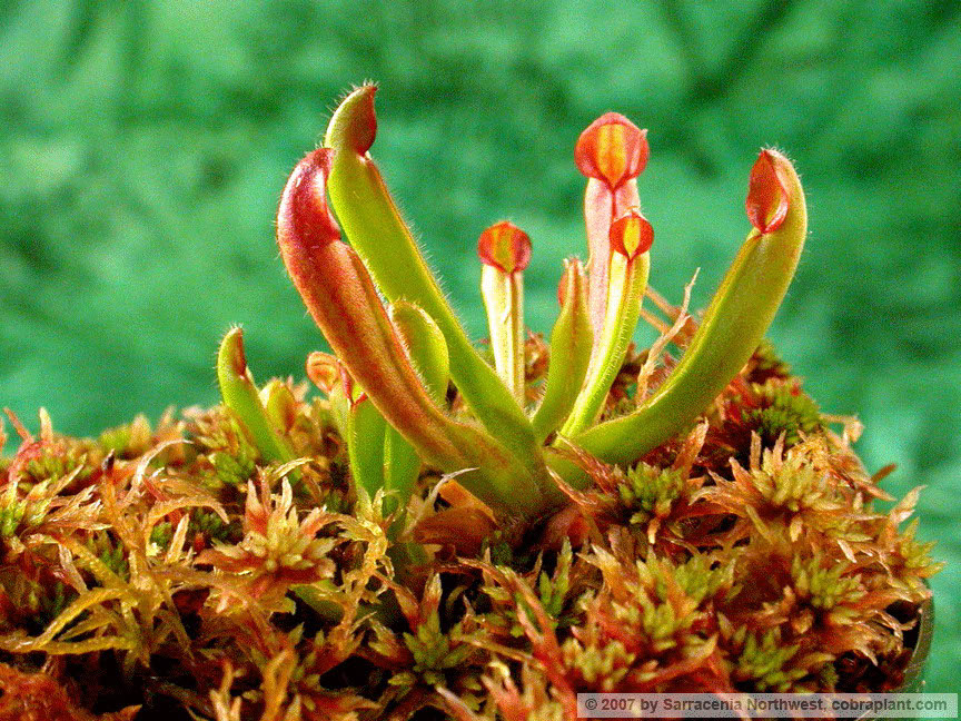 Heliamphora05