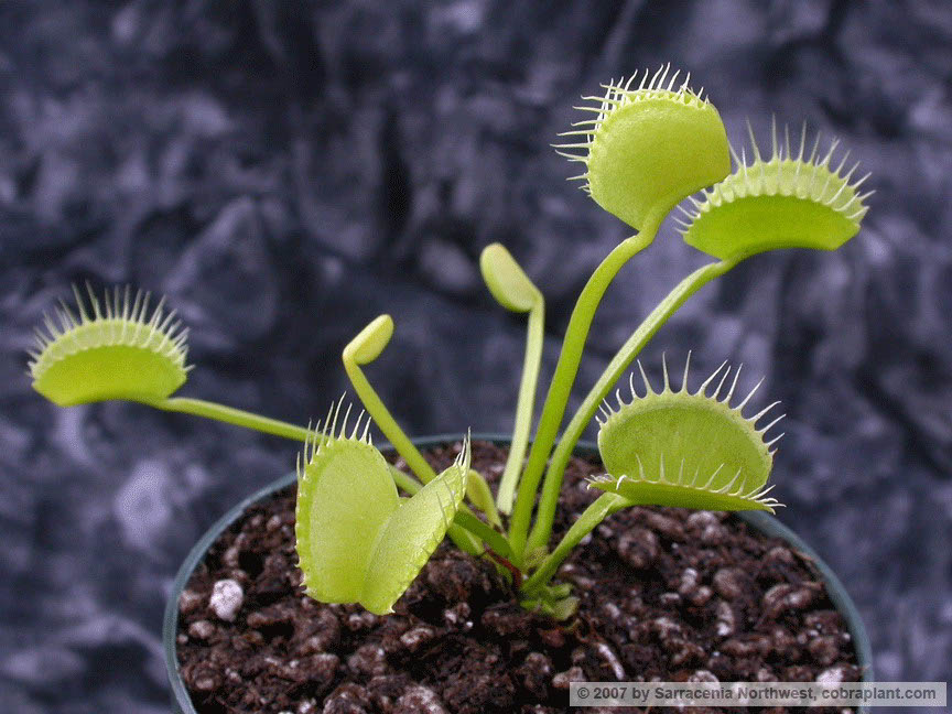 Flytraps34