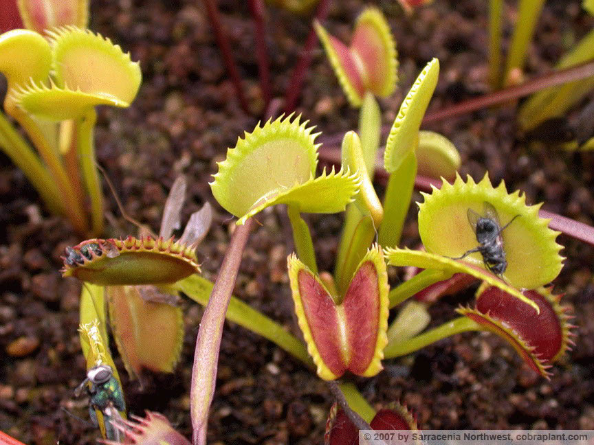 Flytraps08