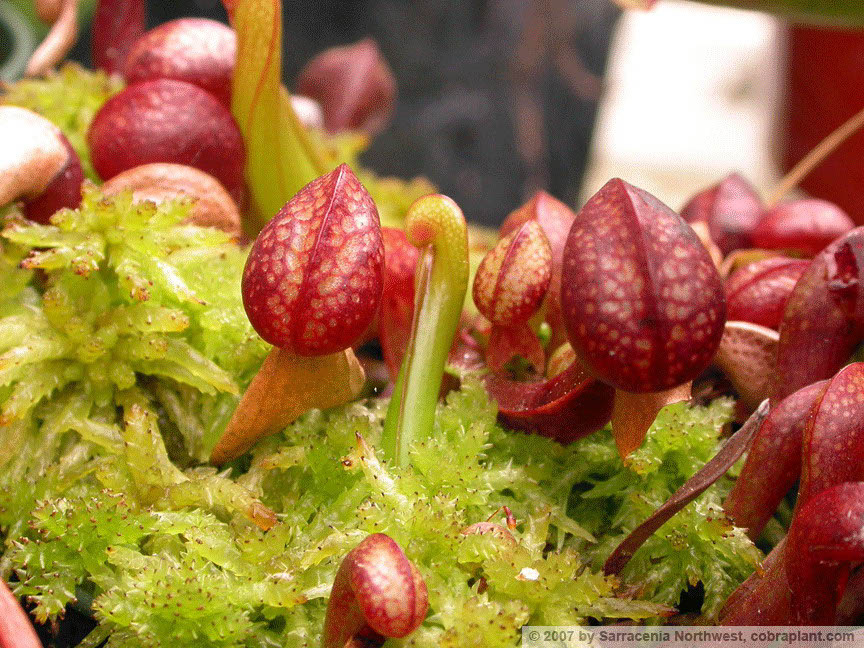 Darlingtonia01