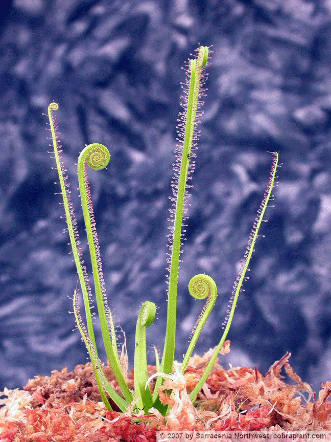 D-filiformis07