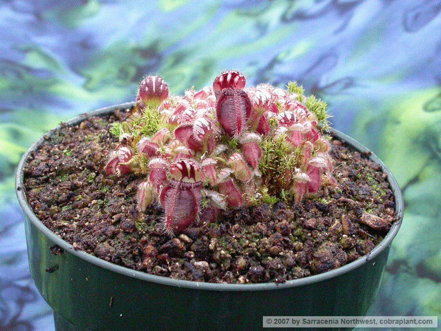 Cephalotus08