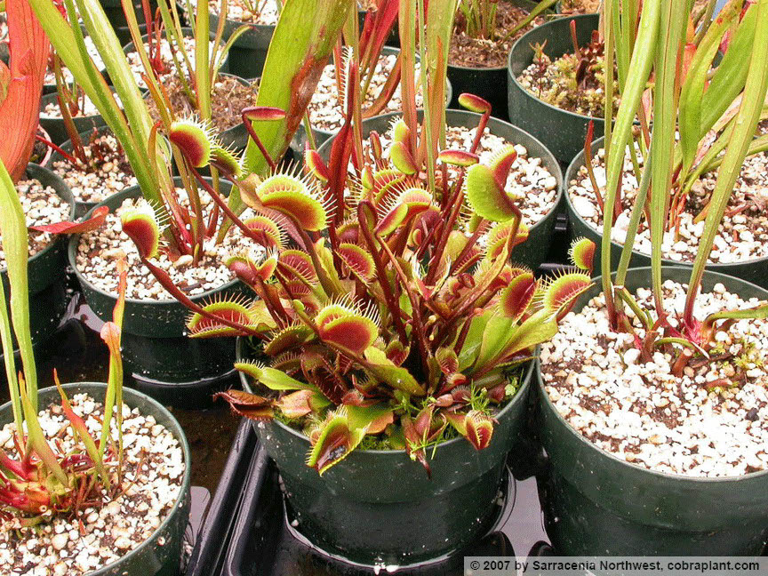Flytraps29