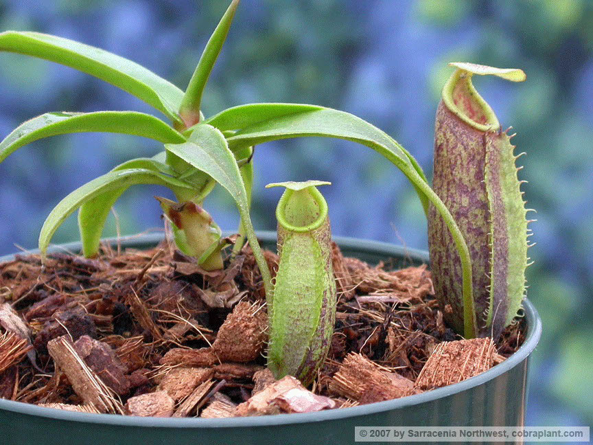 N-gymnaphoraxizumiae