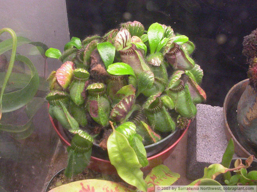 Cephalotus01