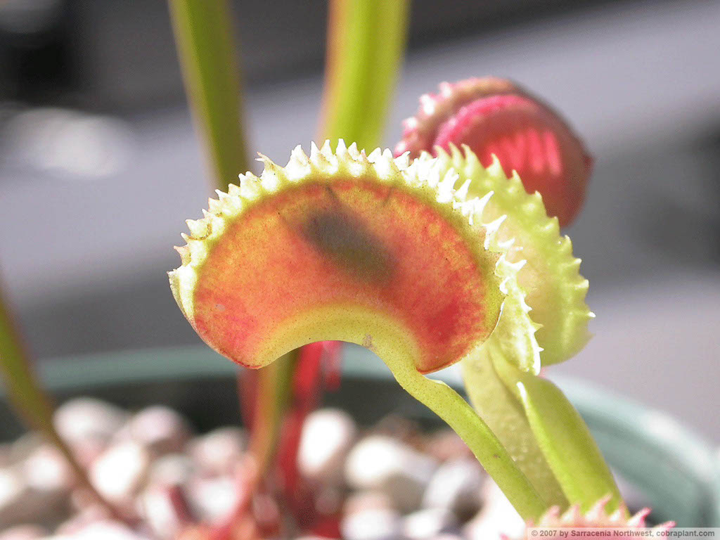 Flytraps16