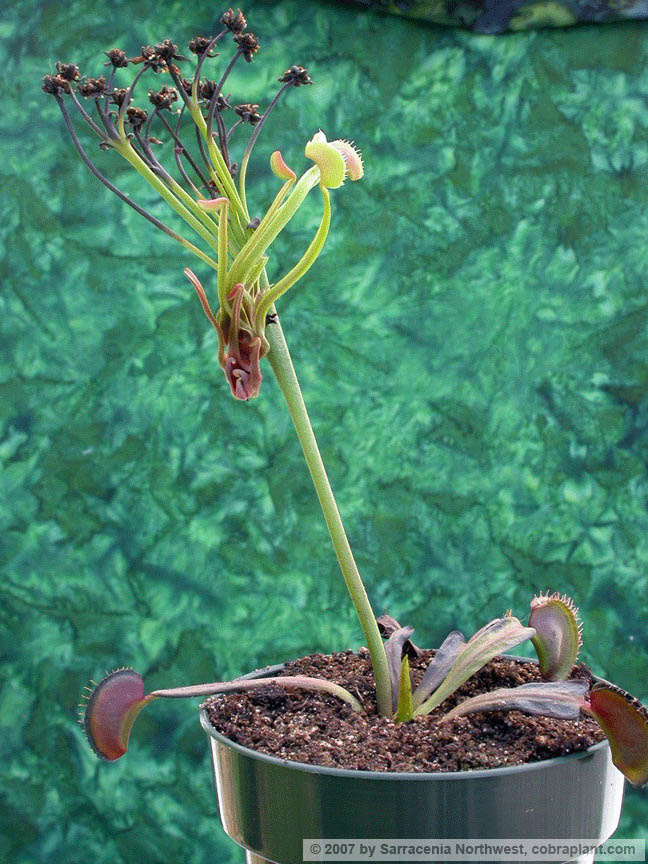 Flytraps41