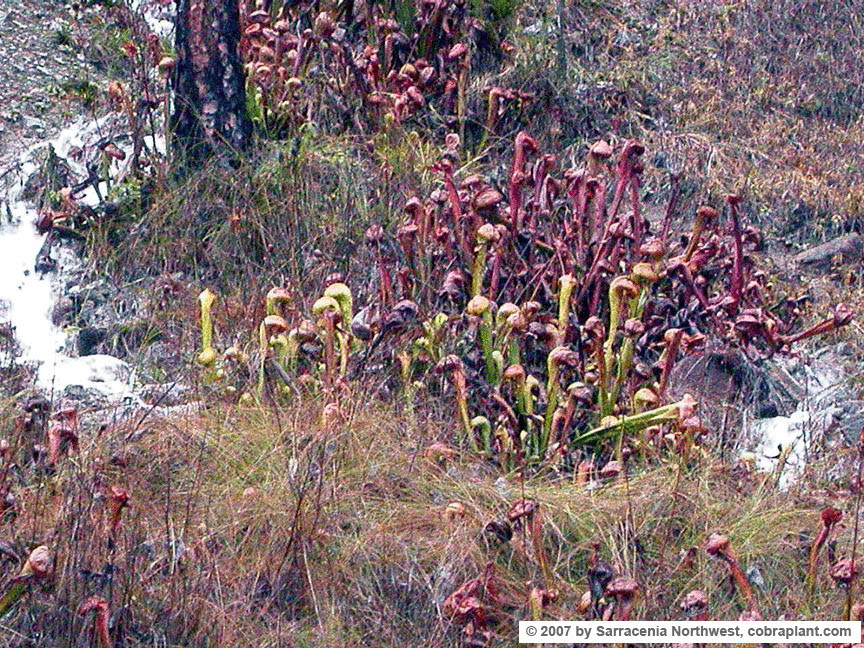 Darlingtonia18