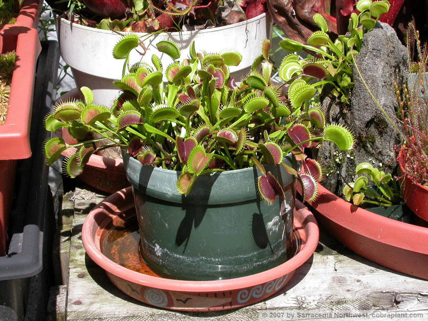 Flytraps15