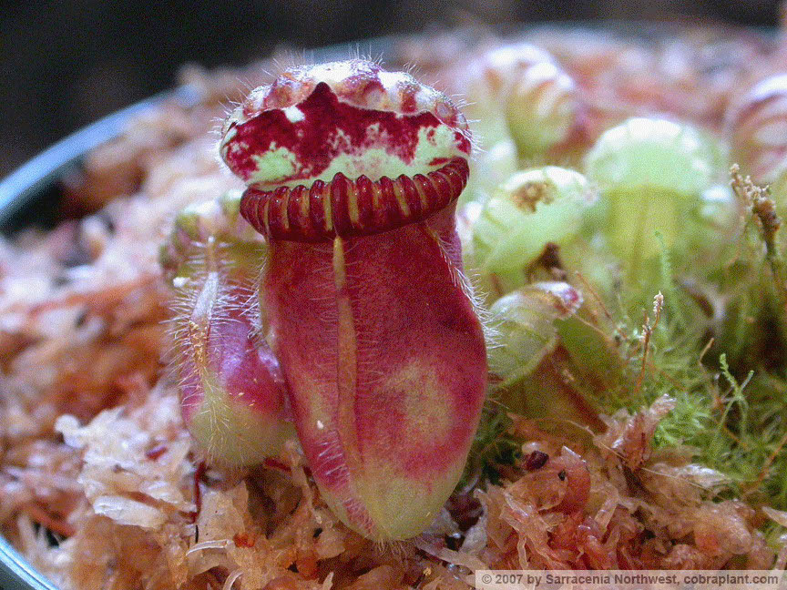 Cephalotus03