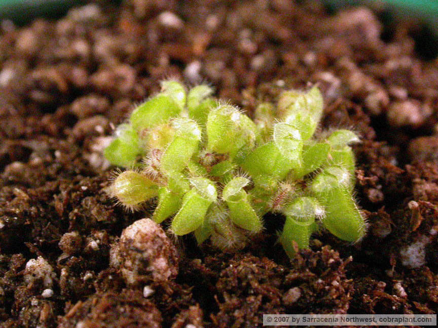 Cephalotus06
