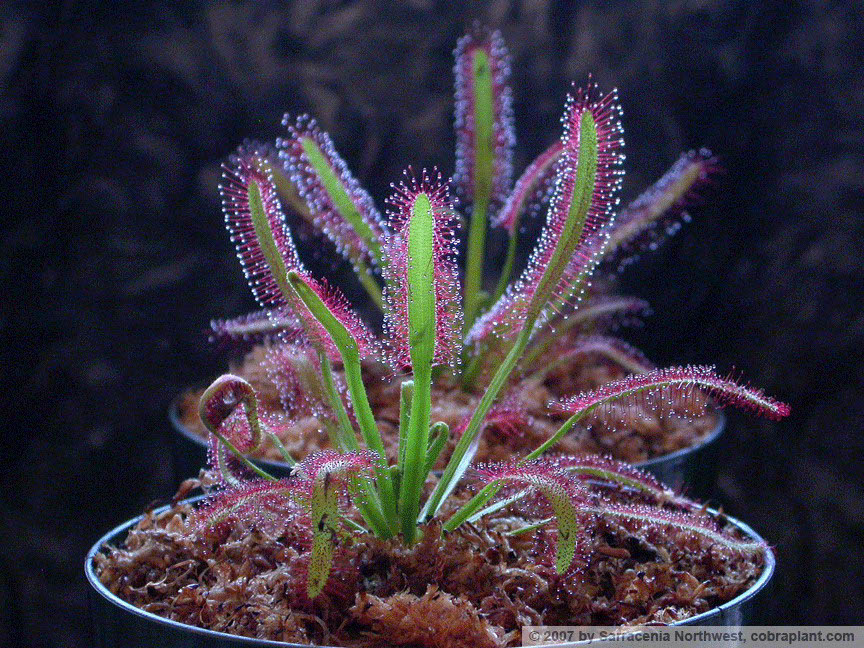 D-capensis04