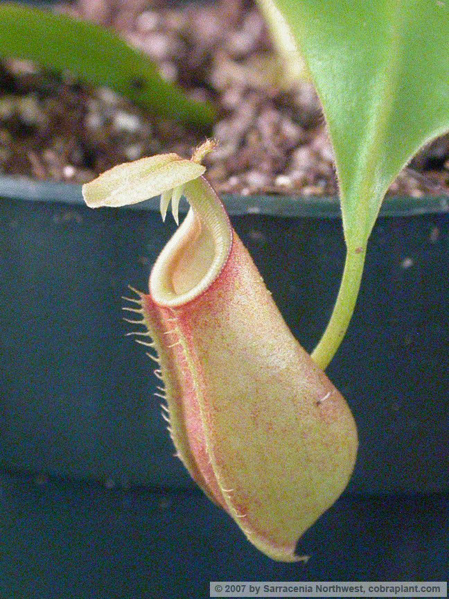 N-bicalcarata01