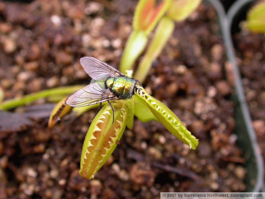 Flytraps18