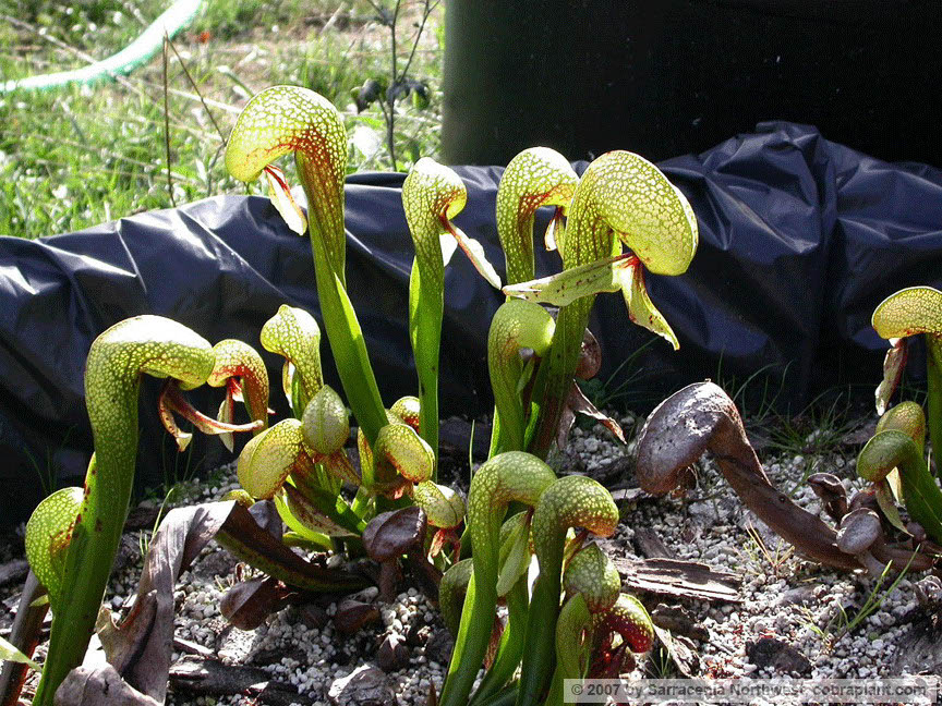 Darlingtonia26