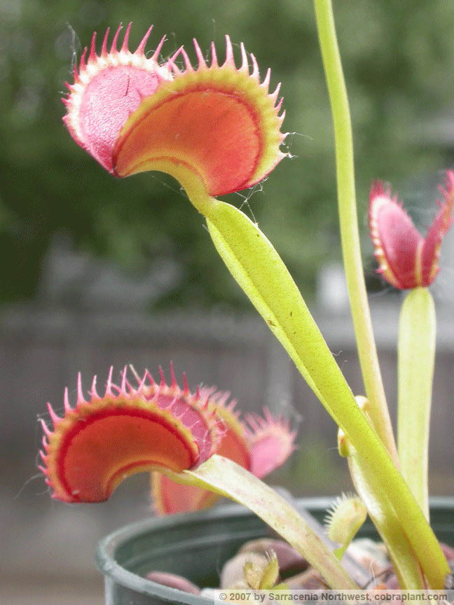 Flytraps11