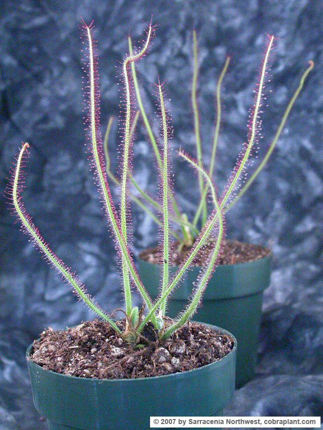 D-graminifolia02