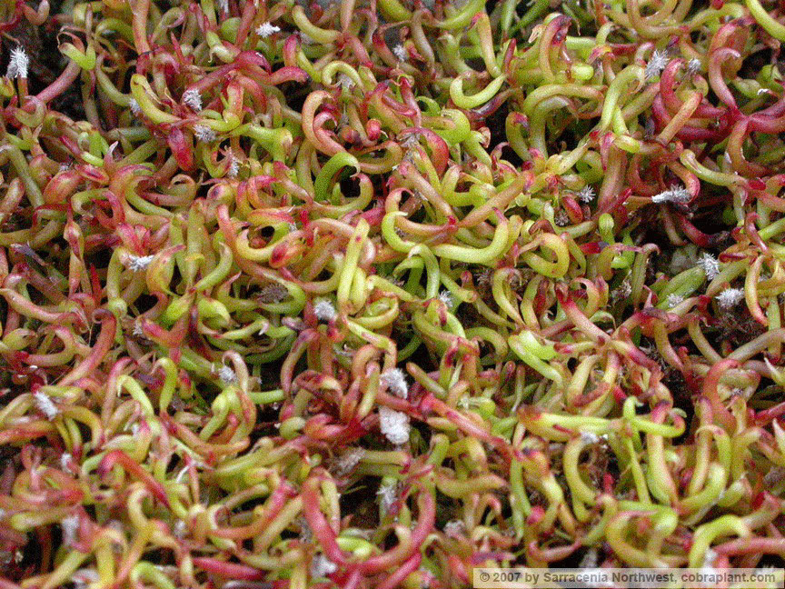 Darlingtonia16