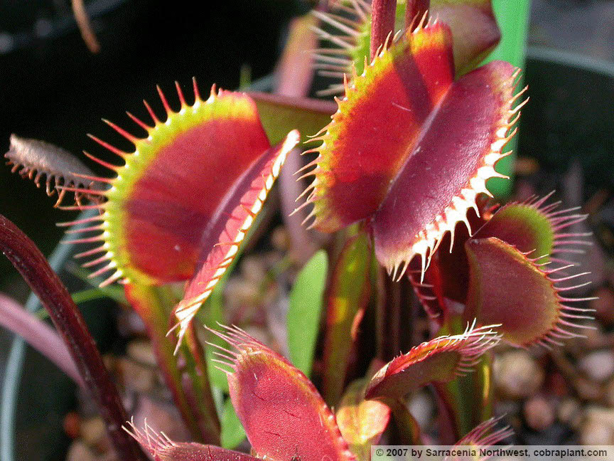 Flytraps30