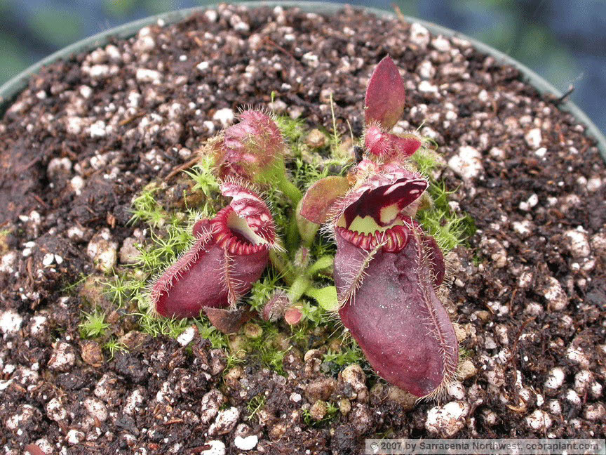 Cephalotus11