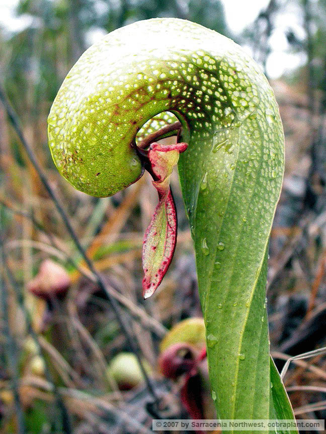 Darlingtonia22