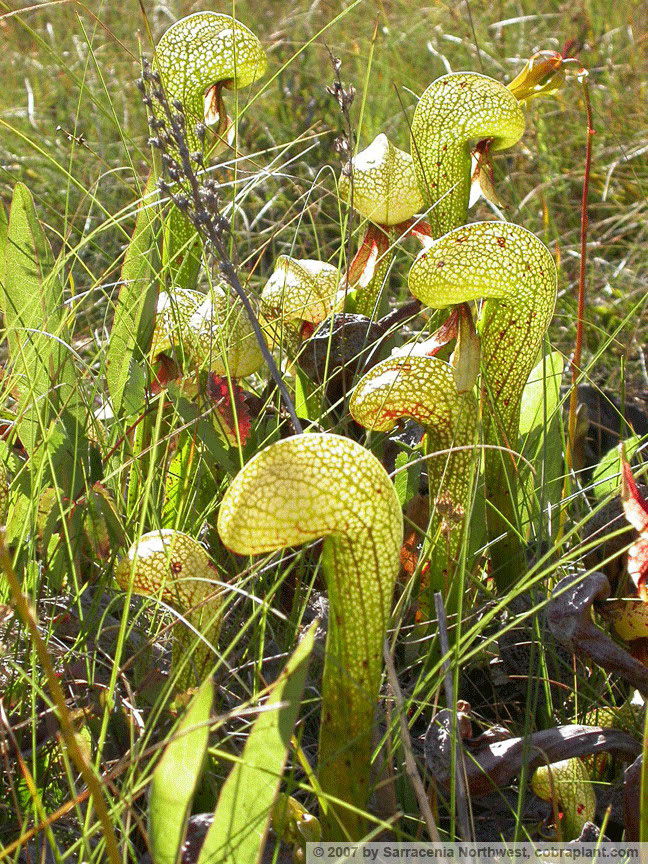 Darlingtonia05