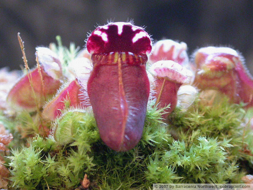 Cephalotus02