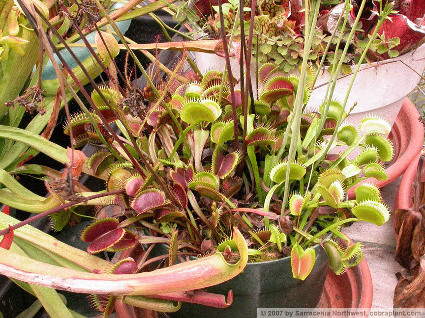 Flytraps06