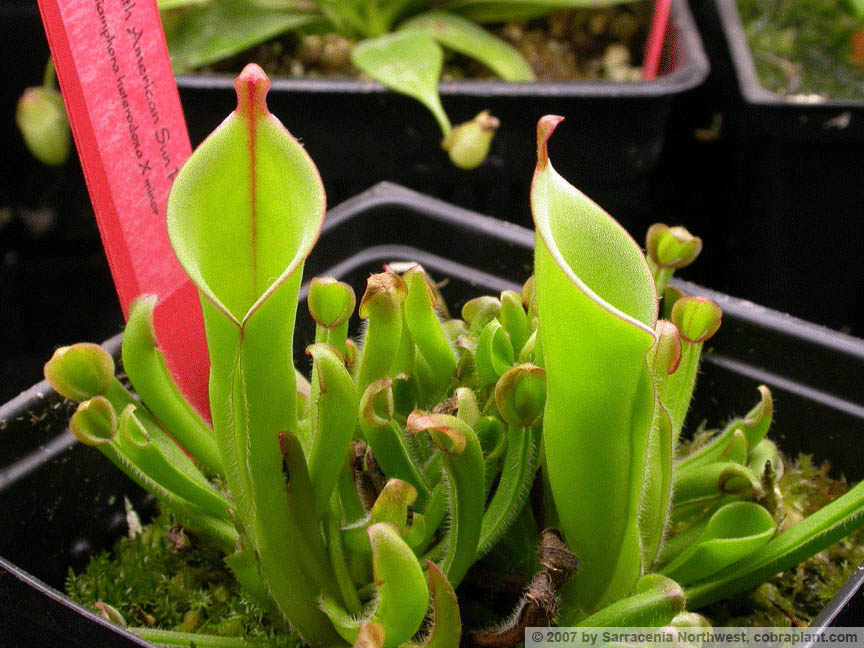 Heliamphora01