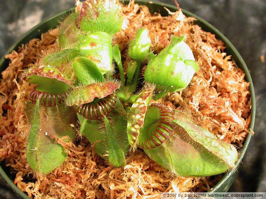 Cephalotus04