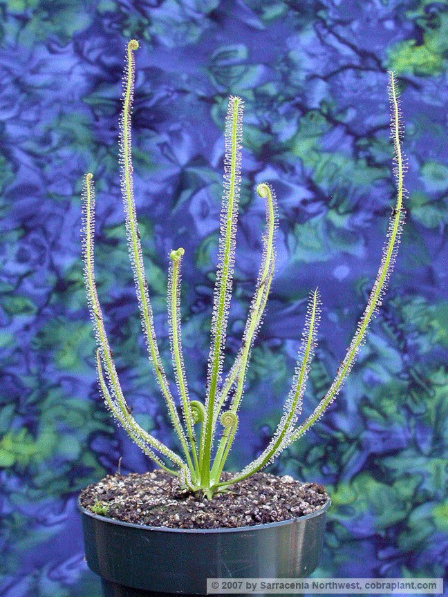 D-filiformis13