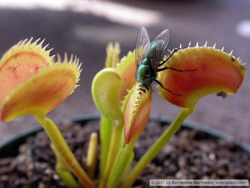 Flytraps36