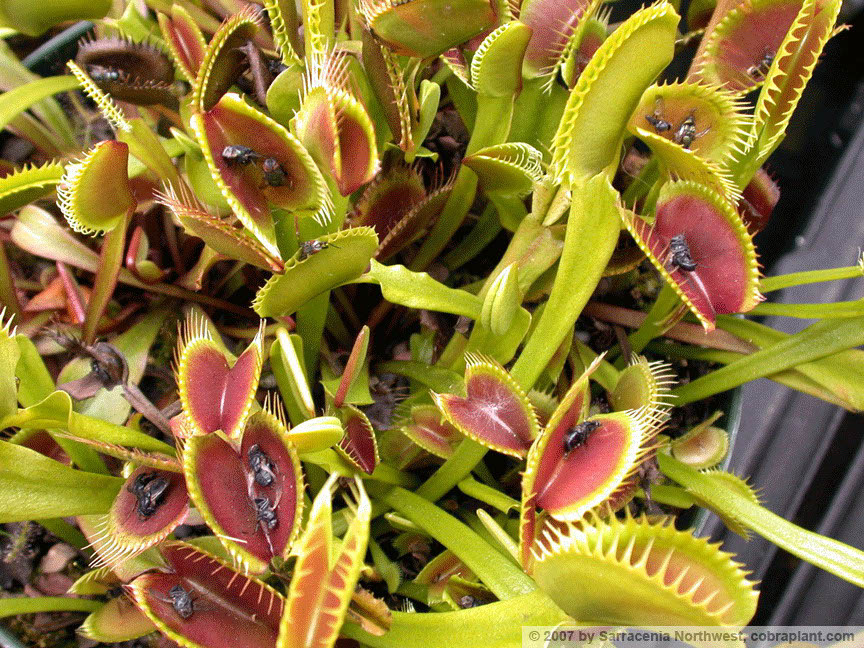 Flytraps10