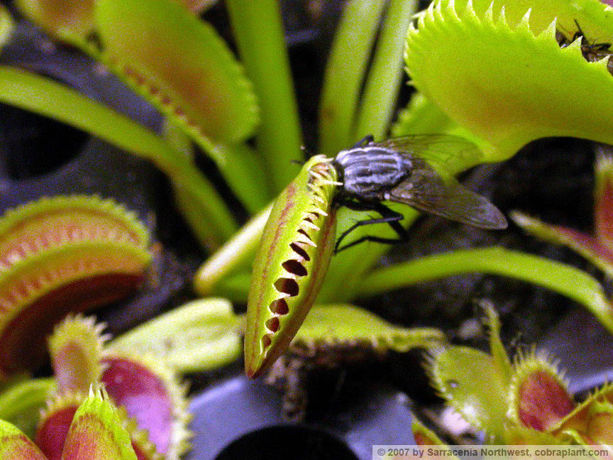 Flytraps07