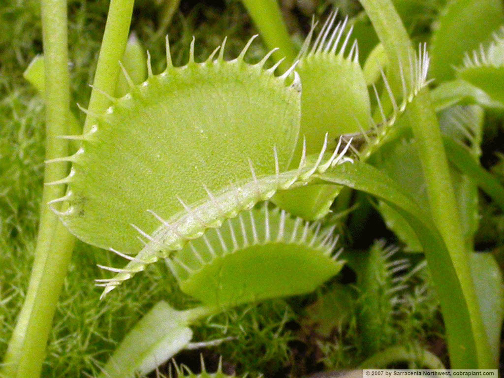 Flytraps26