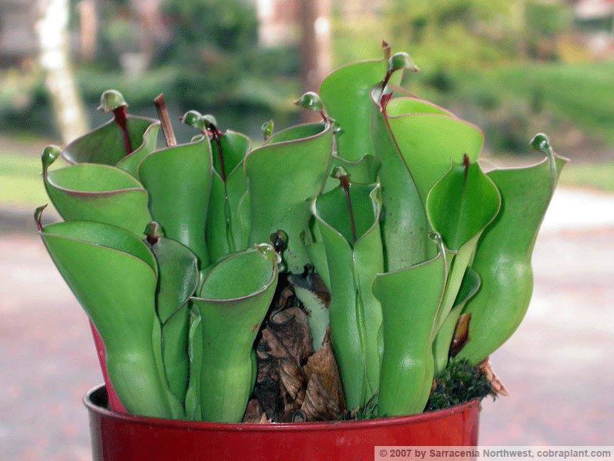Heliamphora02