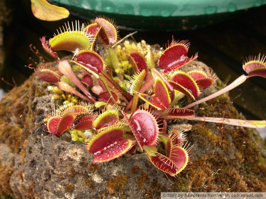 Flytraps09