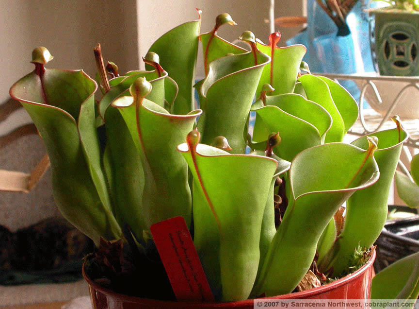 Heliamphora03