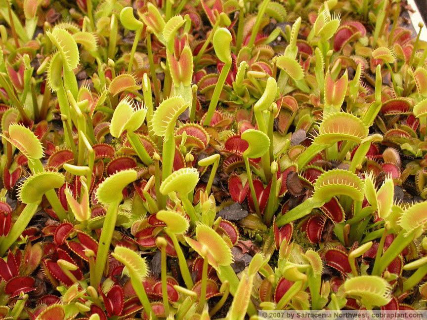 Flytraps03
