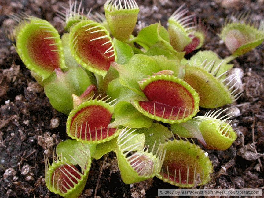 Flytraps35