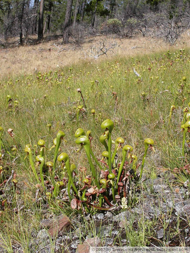 Darlingtonia07