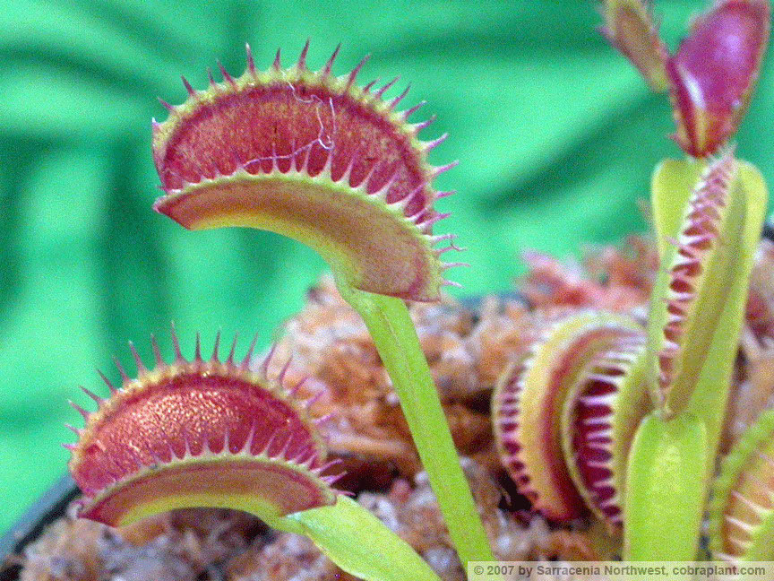 Flytraps24